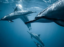 yl23455永利中国有限公司-LPL第一赛段常规赛W3D1每日TOP5：Xiaoxu狼影横跃，完美收割